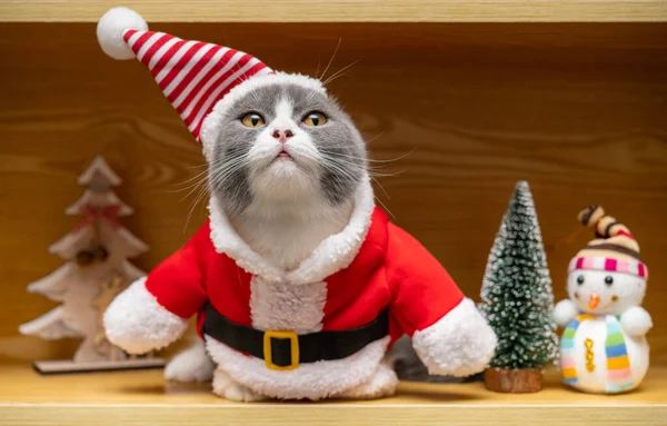Roztomilý Britský Krátkosrstý Kočka Santa Claus Šaty Dřevěné Skříni — Stock fotografie