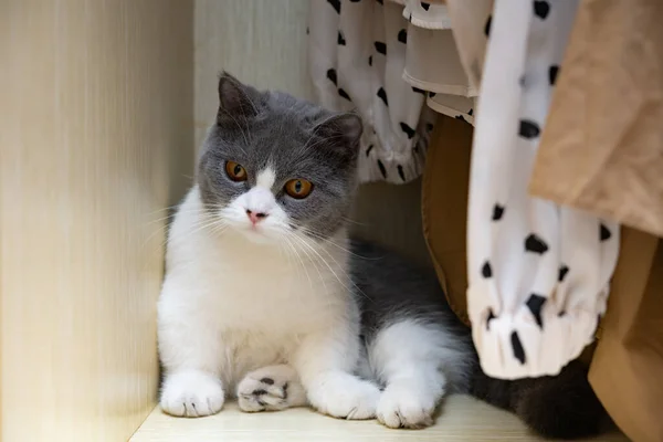 Britská Krátkosrstá Kočka Ležící Šatníku — Stock fotografie