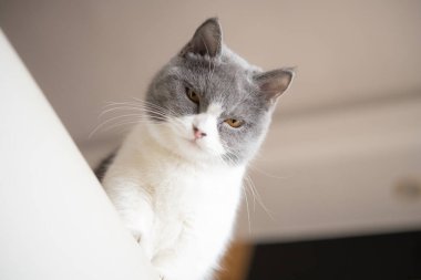 İngiliz bir stenografinin düşük açılı görüntüsü ve kameraya bakıyor.