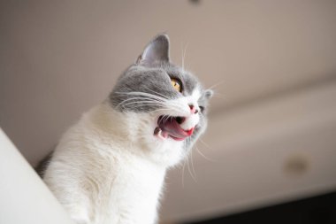 Düşük açılı bir İngiliz kedisini ağzı açık görmek.