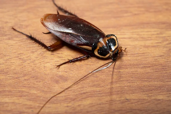 Kakkerlak Die Grond Wordt Geslagen — Stockfoto