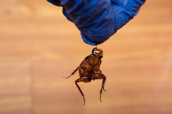 Man Die Een Kapotte Kakkerlak Oppikt — Stockfoto