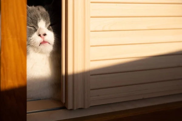 Roztomilá Britská Krátkosrstá Kočka Skrývající Skříni Vystrkující Jazyk Mrkající — Stock fotografie