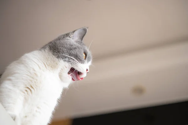 Düşük Açılı Bir Ngiliz Kedisini Ağzı Açık Görmek — Stok fotoğraf