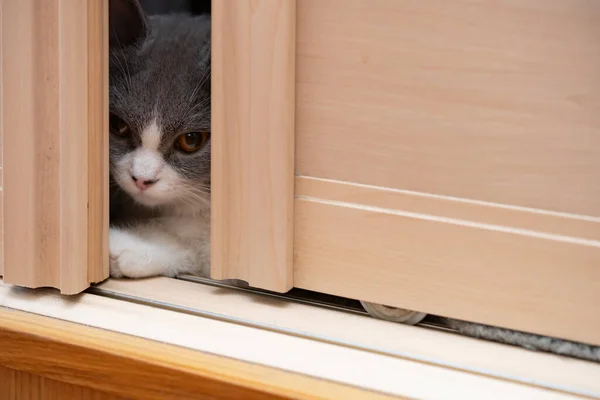 Британський Короткошерстий Кіт Ховається Гардеробі — стокове фото