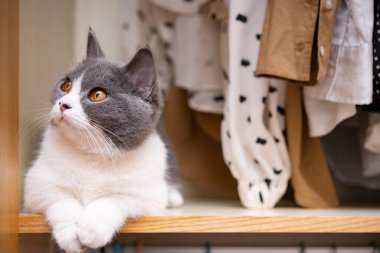 İngiliz kısa hava kedisi gardıropta yatıyor.