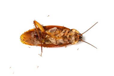 Karıncalar tarafından ısırılan hamamböceği.