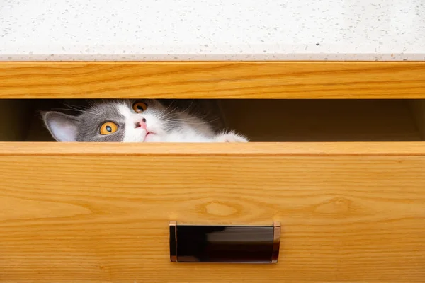 Roztomilý Britský Krátkosrstý Kočka Skrývající Šuplíku Dívá Ven — Stock fotografie