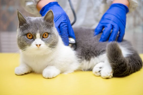 Arzt Untersucht Eine Katze Mit Stethoskop Und Die Katze Blickt — Stockfoto