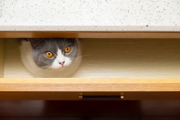 Roztomilý Britský Krátkosrstý Kočka Skrývající Šuplíku Dívá Ven — Stock fotografie