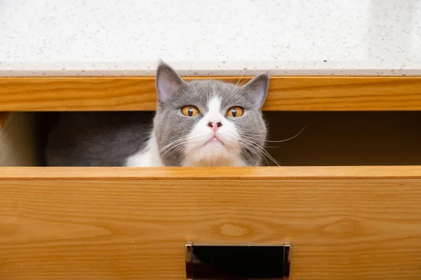 Roztomilá Britská Krátkosrstá Kočka Skrývající Zásuvce Dívající Kamery — Stock fotografie