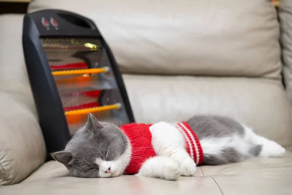 Kočka Spící Pohovce Elektrickým Ohřívačem Vzadu — Stock fotografie
