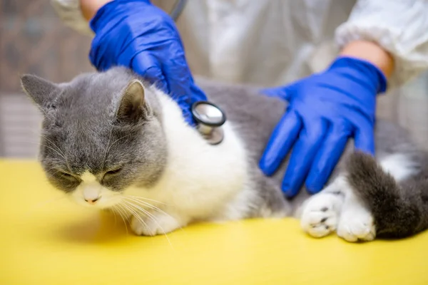 Arzt Untersucht Katze Mit Stethoskop — Stockfoto