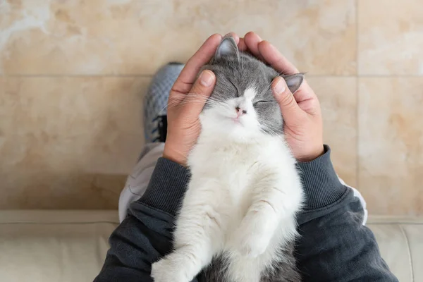 Uomo Delicatamente Accarezzando Bel Gatto Inglese Stenografia Foto Stock