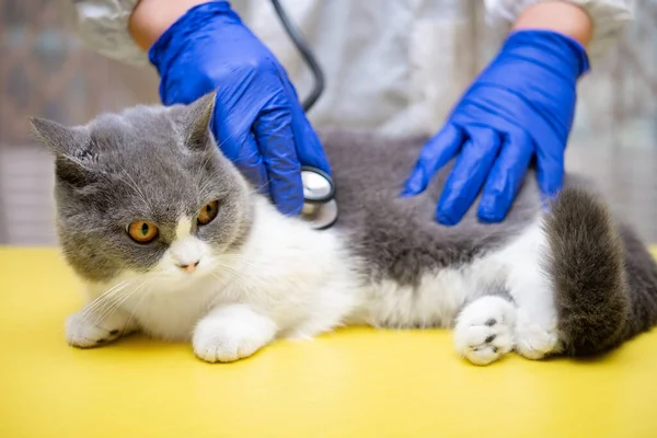 Arzt Untersucht Katze Mit Stethoskop — Stockfoto