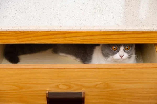 引き出しの中に隠れて外を見るかわいいイギリスのショートヘア猫 — ストック写真