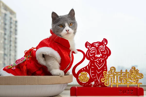 Eine Süße Katze Mit Traditionellem Chinesischem Neujahrskleid Und Einem Tigermaskottchen lizenzfreie Stockfotos