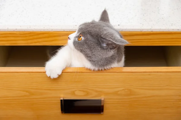 Roztomilý Britský Krátkosrstý Kočka Snaží Vylézt Zásuvky — Stock fotografie
