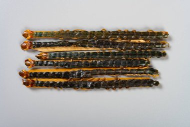 Çin tıbbı WuGong, Kırkayak ya da Scolopendra