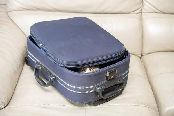 Cute British Shorthair Cat Hiding Luggage — Stock Photo, Image