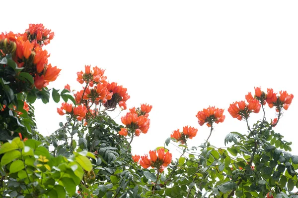 Bellissimo Albero Tulipano Africano Fiore Spathodea Campanulata — Foto Stock