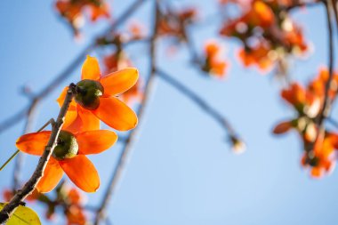 Bombax ceiba 'nın altın rengi ya da sabahları kırmızı pamuk