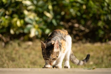 Yerde yemek yiyen vahşi bir kedi.