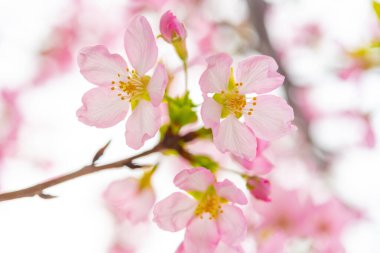 Sabah yatay kompozisyonda çiçek açan kiraz çiçeği.
