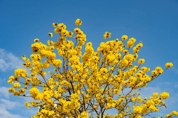 Virágzó Guayacan Vagy Handroanthus Chrysanthus Vagy Golden Bell Tree Kék — Stock Fotó
