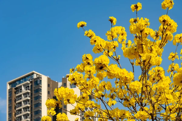 Virágzó Guayacan Vagy Handroanthus Chrysanthus Vagy Golden Bell Tree Egy — Stock Fotó