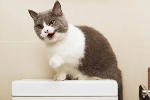 口を開けたまま商品の水槽の上に座ってる可愛いイギリスのショートヘアの猫 — ストック写真