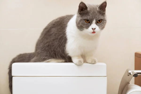 Cute British Shorthair Cat Sitting Top Water Tank Commode — Stock Photo, Image