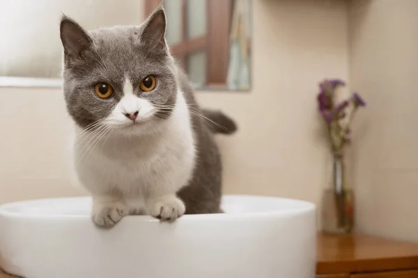 Roztomilá Britská Krátkosrstá Kočka Stojící Umyvadle Koupelně — Stock fotografie