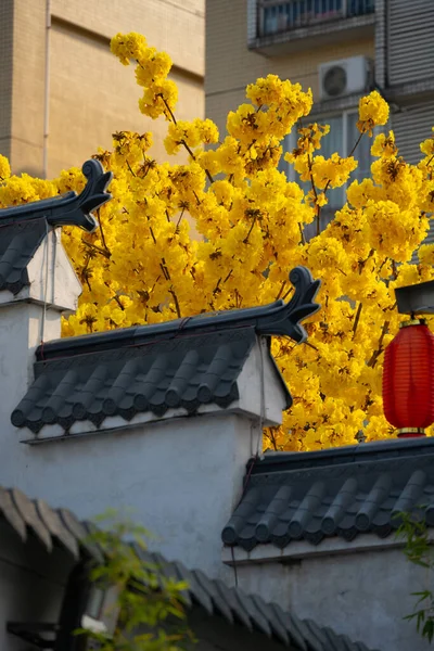 Hagyományos Kínai Épület Virágzó Guayacan Vagy Handroanthus Chrysanthus Vagy Golden — Stock Fotó
