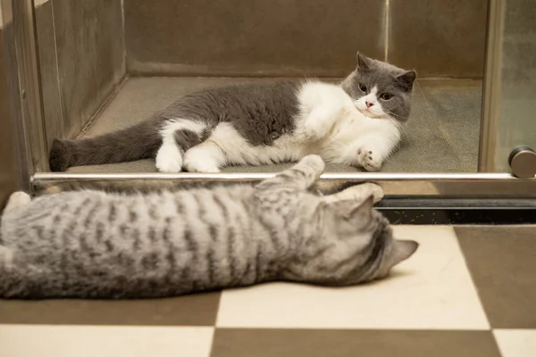 バスルームの床にはイギリスのショートヘアの猫とアメリカのショートヘアの猫が横たわっていました — ストック写真