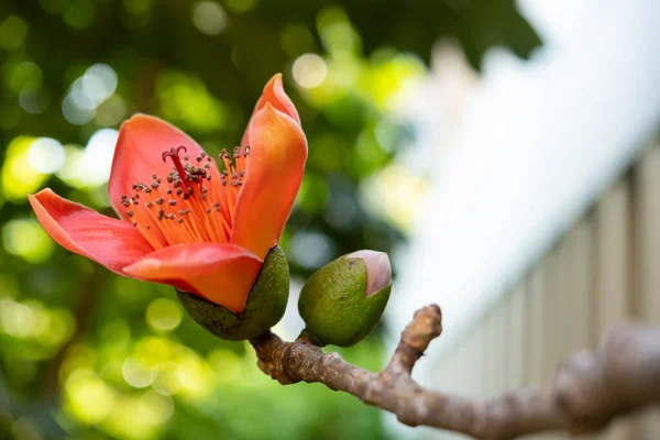 Florescendo Bombax Ceiba Algodão Vermelho Perto — Fotografia de Stock