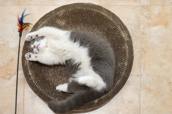 a British short hair cat stretching her body on a corrugate cat scratcher