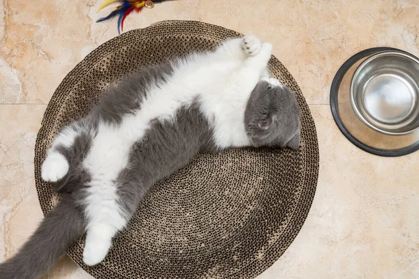 Eine Britische Kurzhaarkatze Streckt Ihren Körper Auf Einem Wellpappkratzer — Stockfoto