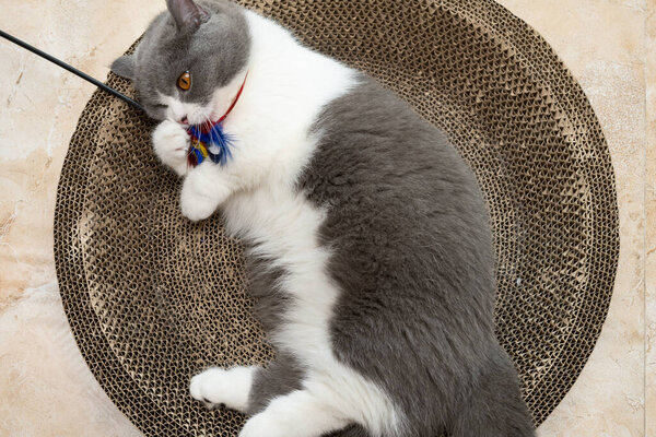 a British short hair cat playing with a feathered rod on a corrugate cat scratcher