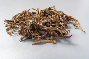 açı görünümü: GanSong veya Nardostachyos Radix et Rhizoma veya Çin Nardostachys Root ve Rhizome