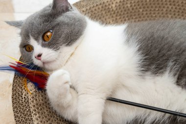 Bir İngiliz kısa saç kedisi, bir köşe kedisi tırmalayıcısının üzerinde tüylü bir çubukla oynuyor.