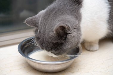 İngiliz kısa hava kedisi evcil hayvan sütü içiyor