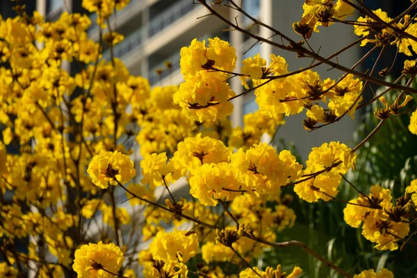 Florescendo Guayacan Handroanthus Crisântemo Árvore Sino Dourado Frente Edifício — Fotografia de Stock