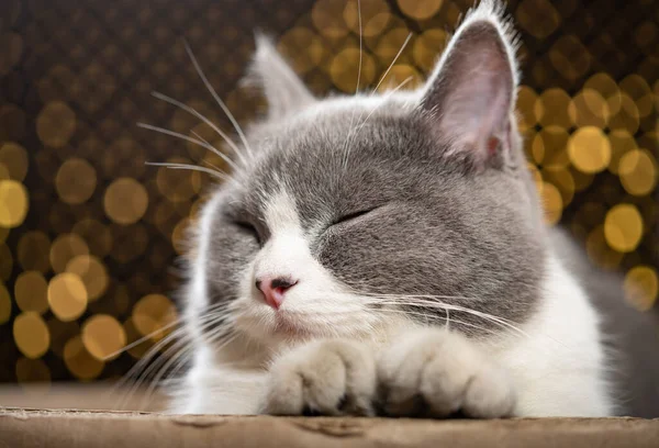 目を閉じたコルゲートの猫の引っかき傷の上に横たわる英国の短髪の猫 — ストック写真