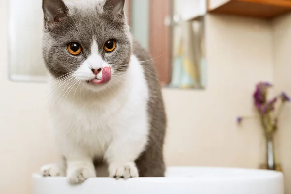 Cute British Shorthair Cat Standing Sink Bathroom — Stock Photo, Image