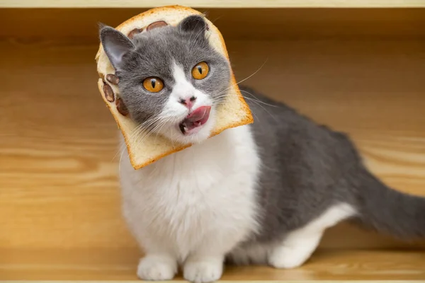 Krájená Britská Krátkosrstá Kočka Krajíčkem Chleba Hlavě — Stock fotografie