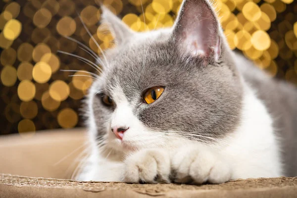 コルゲートの猫の傷の上に横たわる英国の短髪の猫水平組成物 — ストック写真