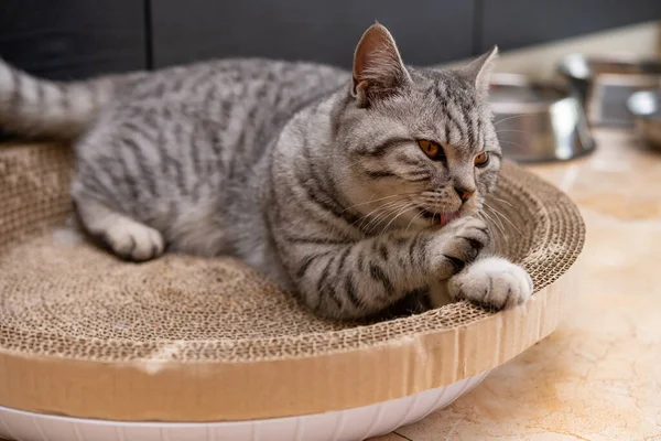 Americká Krátkosrstá Kočka Ležící Corrugate Cat Scratcher — Stock fotografie