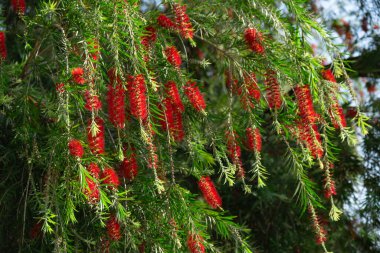 İlkbaharda çiçek açan şişe çiçeği.