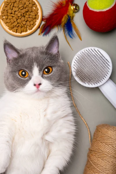 イギリスのショートヘアの猫は食べ物やおもちゃの他に — ストック写真